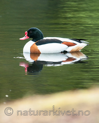 BB 11 0435 / Tadorna tadorna / Gravand